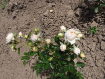 P1240662