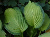 Hosta sieht aus wie Hosta 'Guacamole'