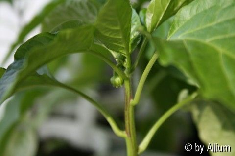 Blajer-Blüten2?