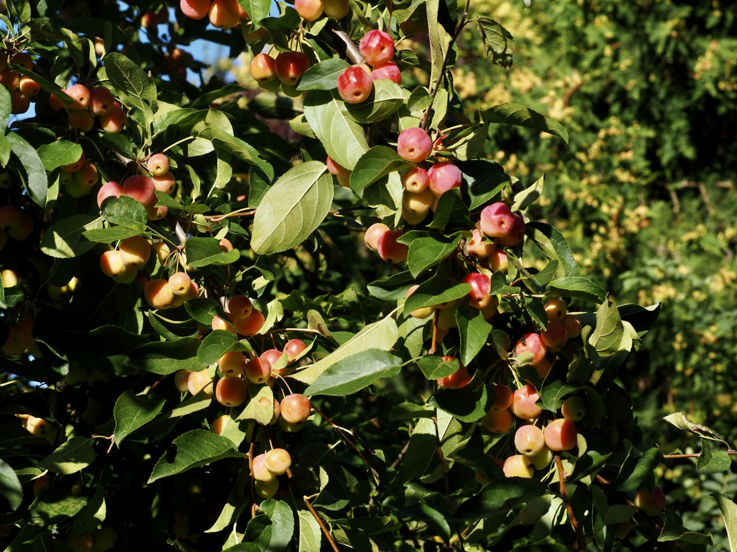 P9192588