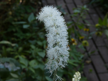 September-Silberkerze  Actaea ramosa