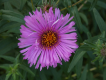 Herbst Aster