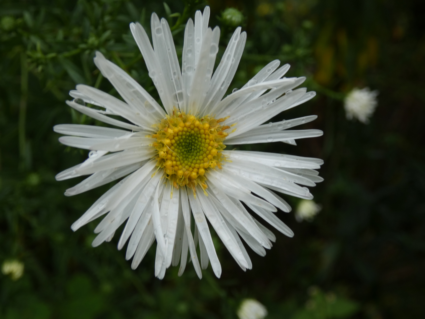 Herbst Aster