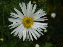 Herbst Aster