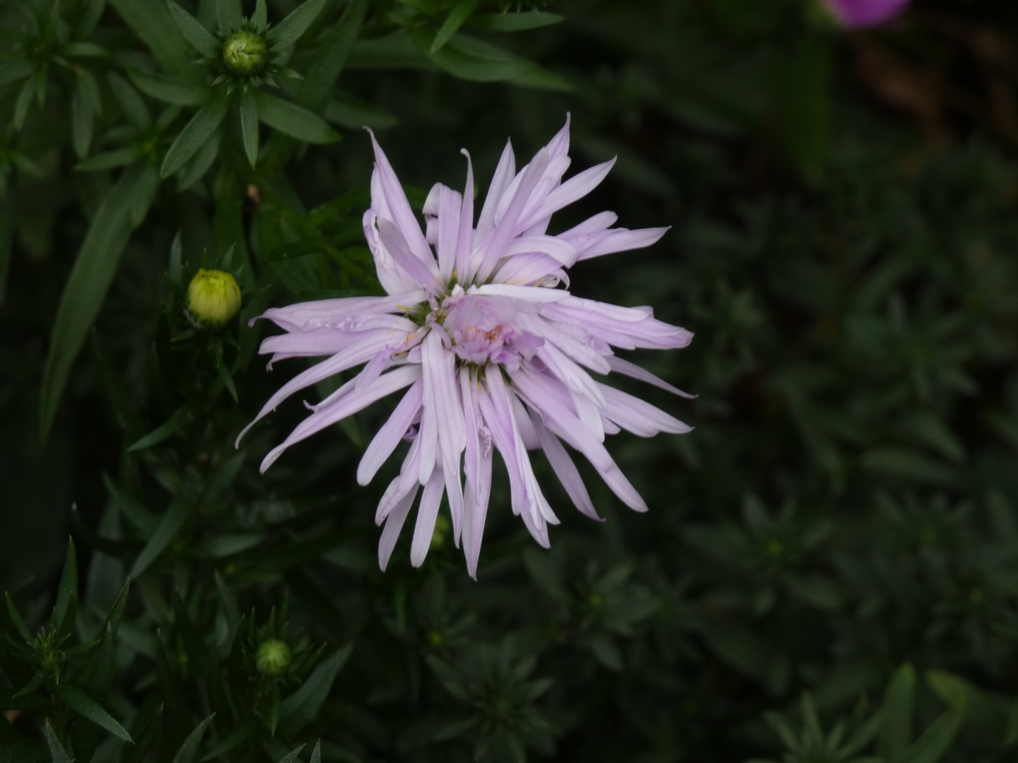 Herbst Aster