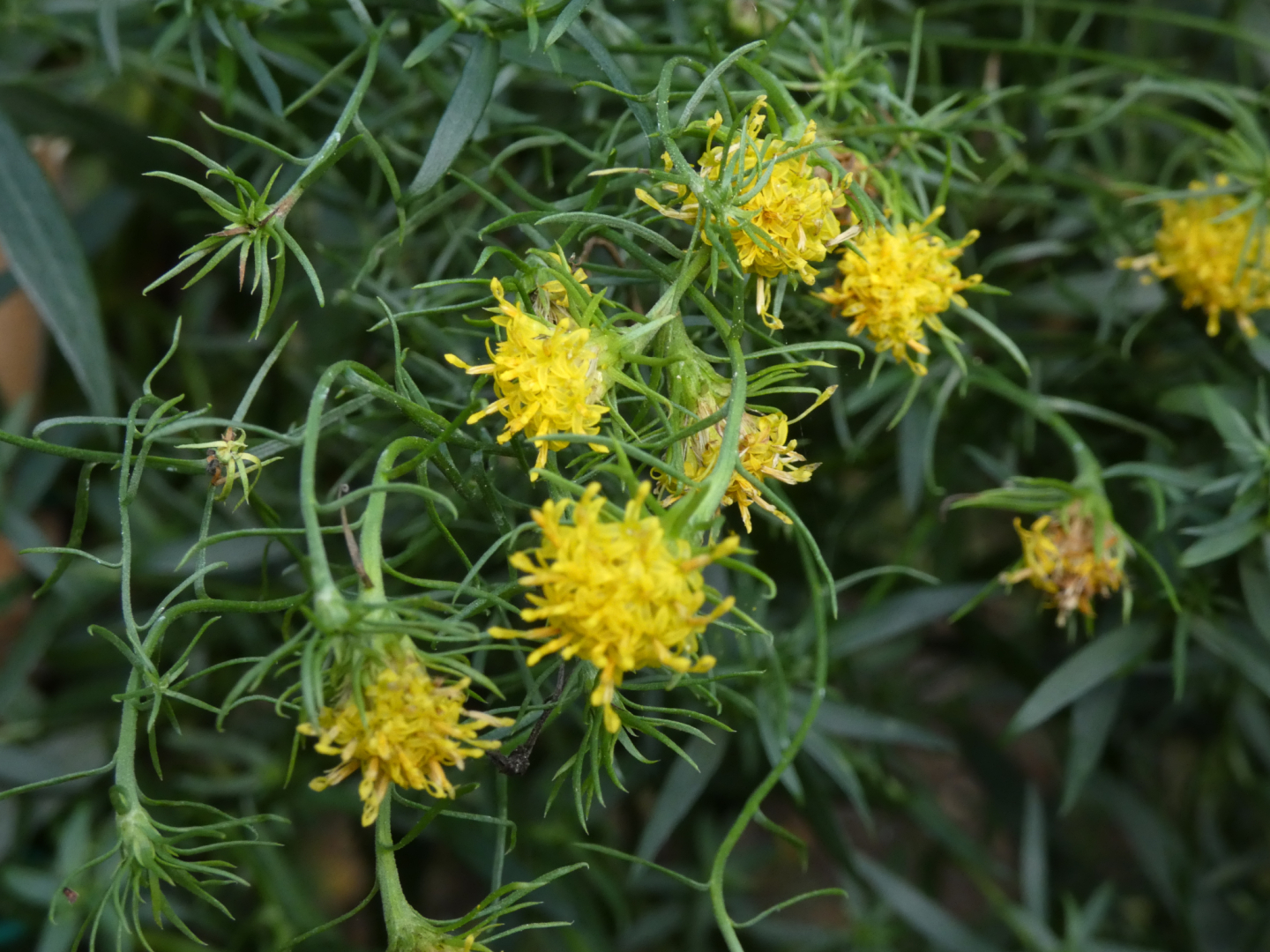 Herbst Aster