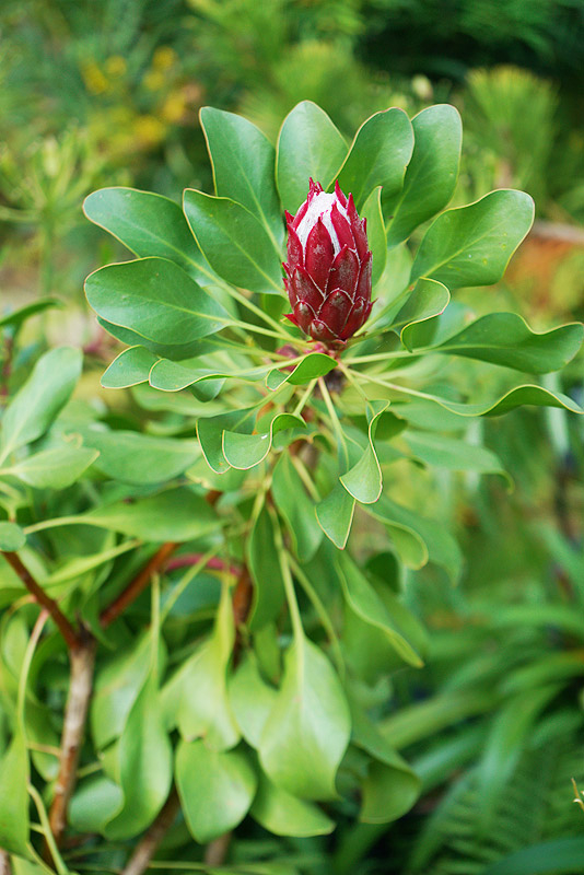 10_25_17_protea