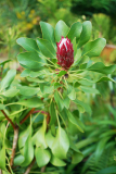 10_25_17_protea