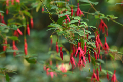 10_25_19_fuchsia