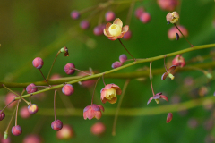 10_25_09_mahonia