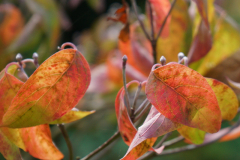 10_25_02_cornus