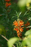 10_25_03_leonotis
