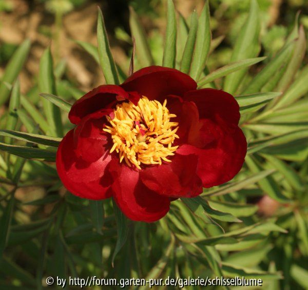 Paeonia x smouthii