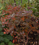 Fothergilla Oktober Handy