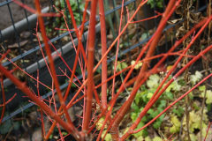 Ahornrinde im Januar