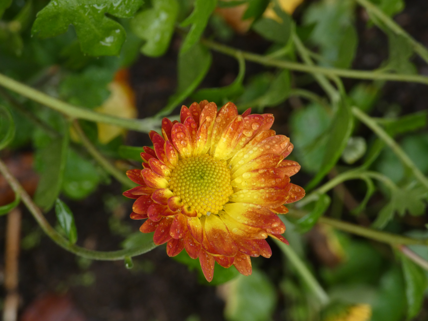 Chrysanthemum Indicum-H   `Darnier Soleil´