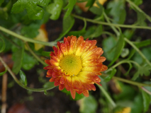 Chrysanthemum Indicum-H   `Darnier Soleil´