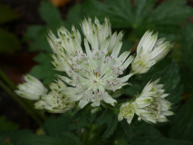 Große Sterndolde   Astrantia major `Sparkling Stars White