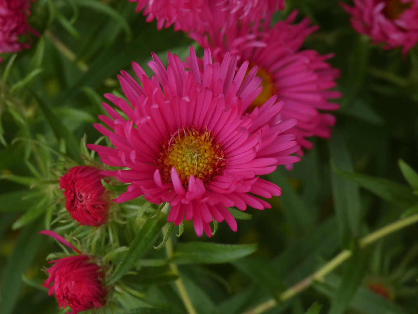 Herbst Aster