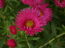 Herbst Aster