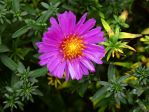 Herbst Aster