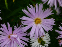 Glattblatt-Aster  Aster novi-belgii ` Rosenquarz`