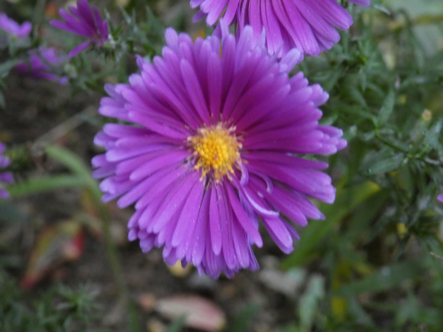 Glattblatt Aster Aster vovi-belgii `Violetta`