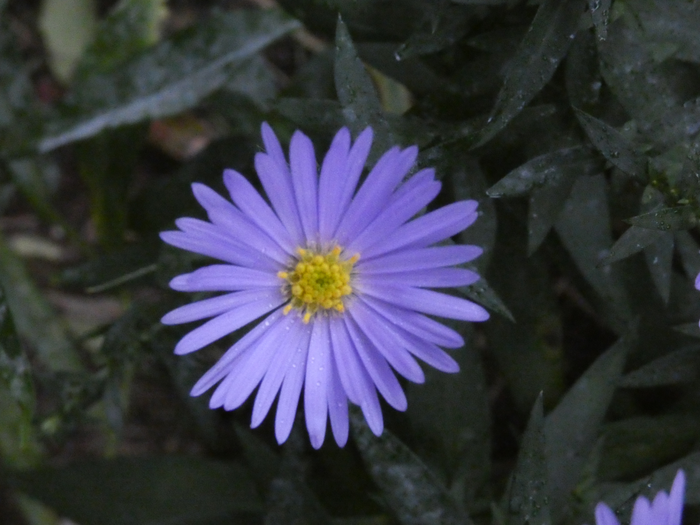 Glattblatt Aster