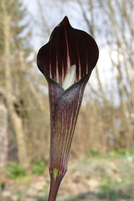 Arisaema engleri