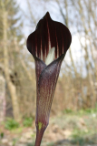 Arisaema engleri