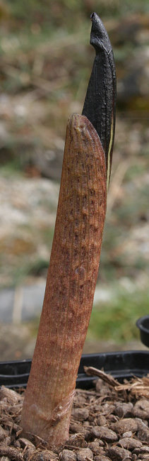 Arisaema engleri - Austrieb