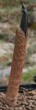 Arisaema engleri - Austrieb