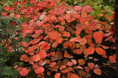 Fothergilla Mitte Oktober