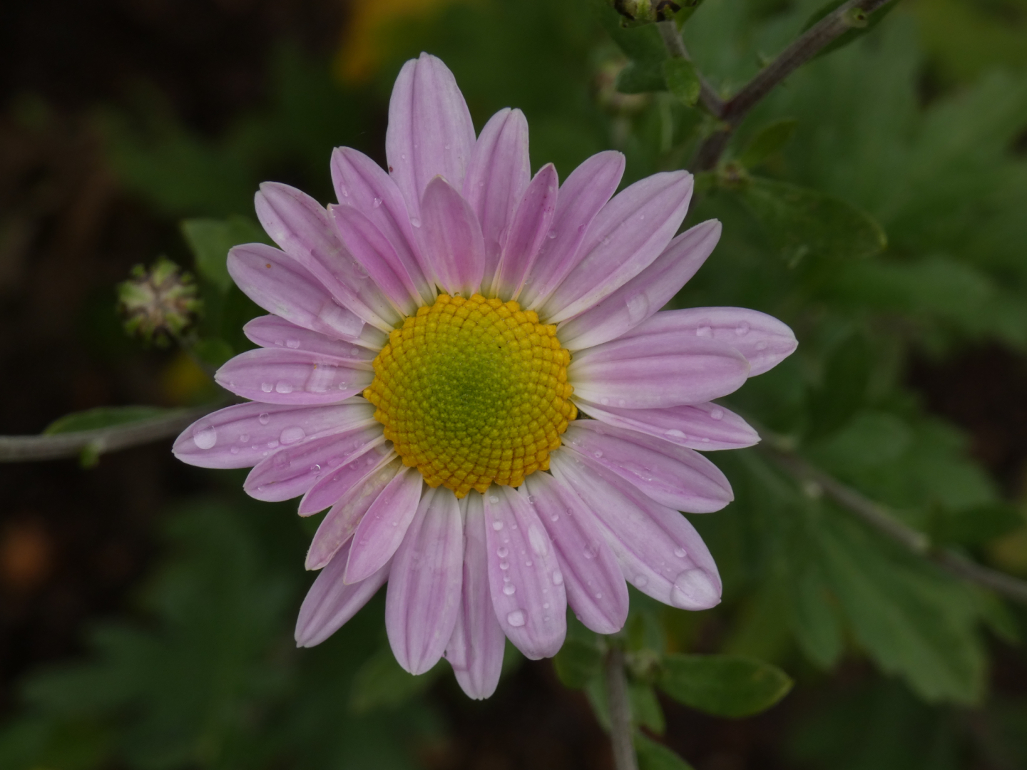 Chrysanthemum `Innocence`