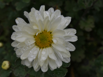 Chrysantheme
