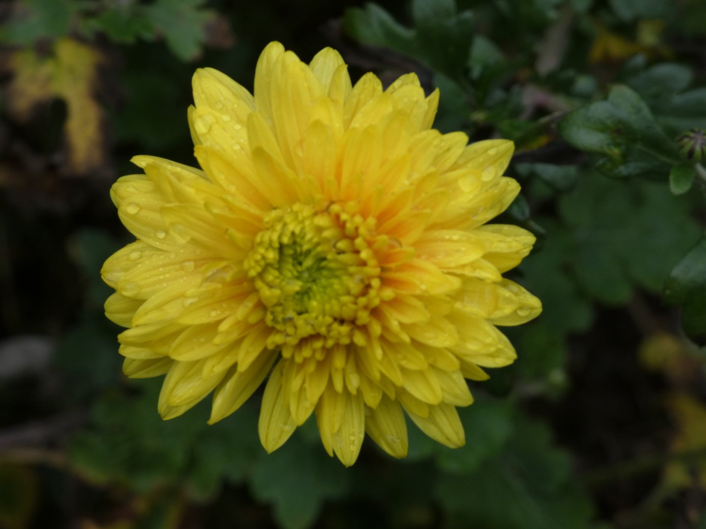 Chrysantheme `Goldmarie`