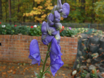 Eisenhut    Aconitum