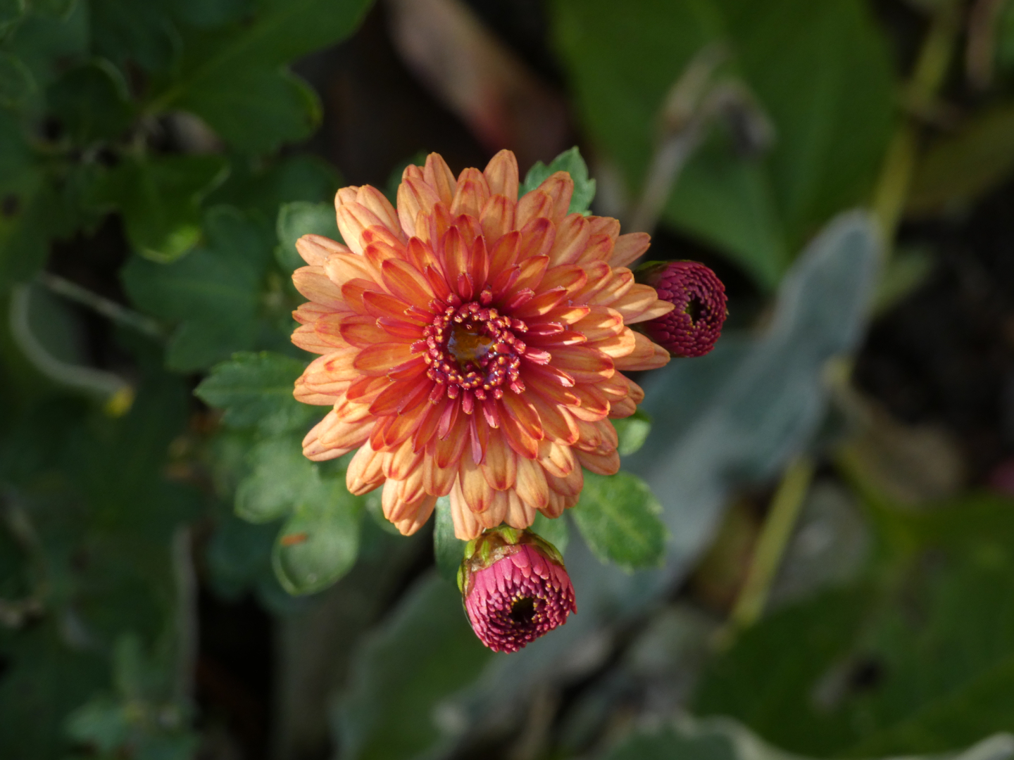 Chrysanthemum ` Herbstbrokat`