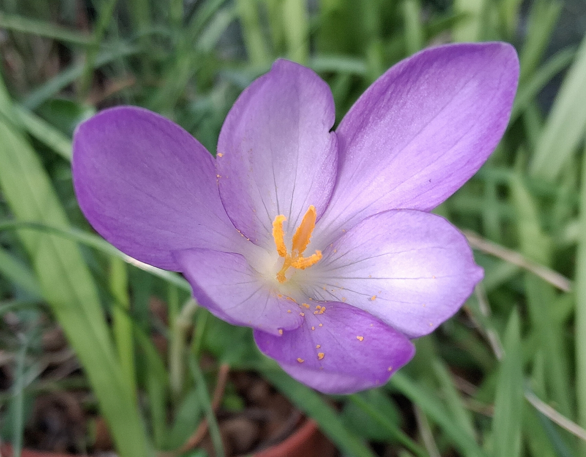 Crocus goulimyi