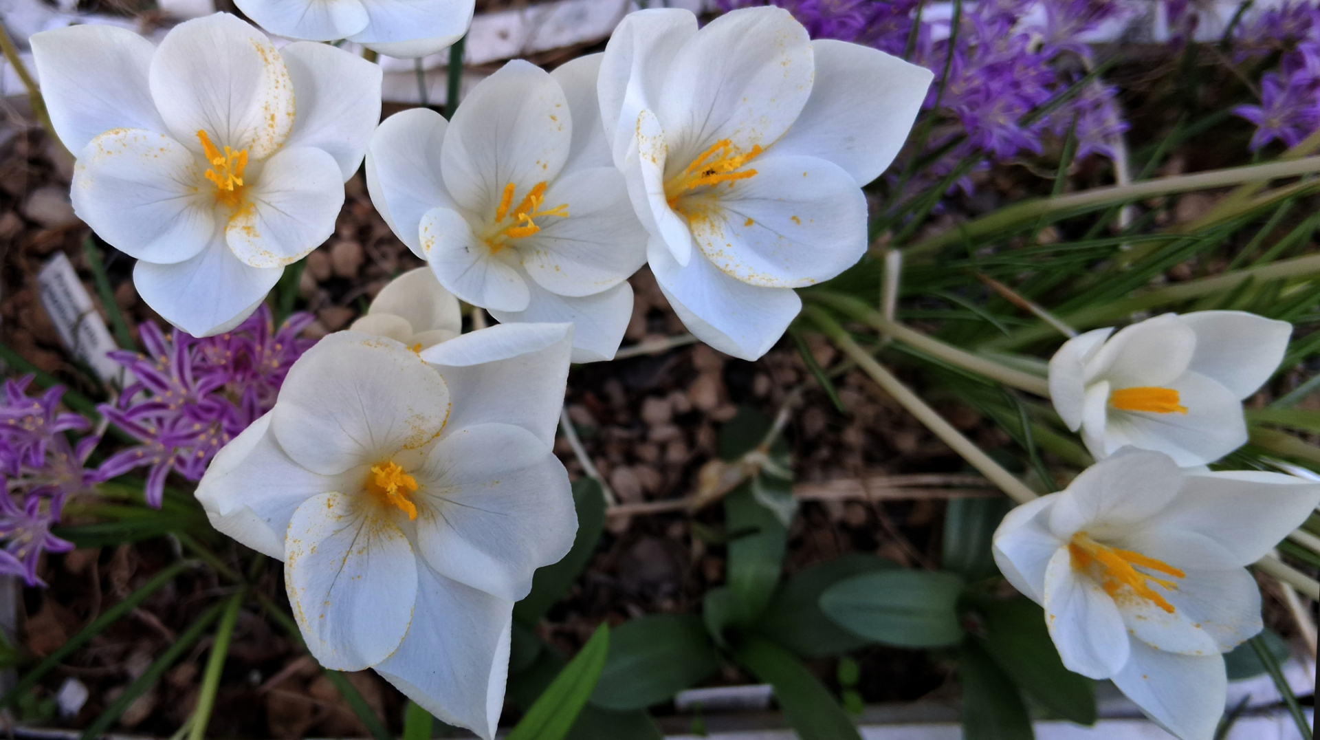 Crocus goulimyi Mani White 1