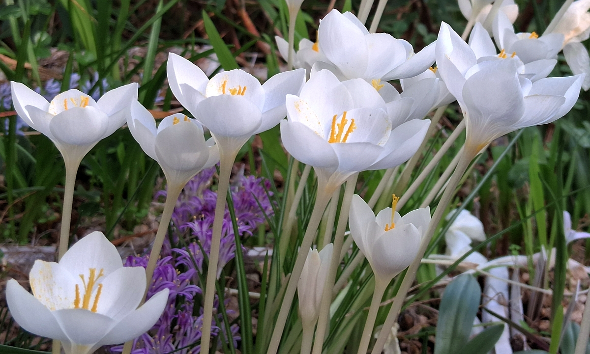Crocus goulimyi Mani White 2