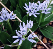 Hyacinthoides lingulata