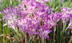 Lachenalia corymbosa