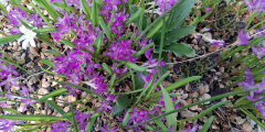 Lachenalia pauciflora