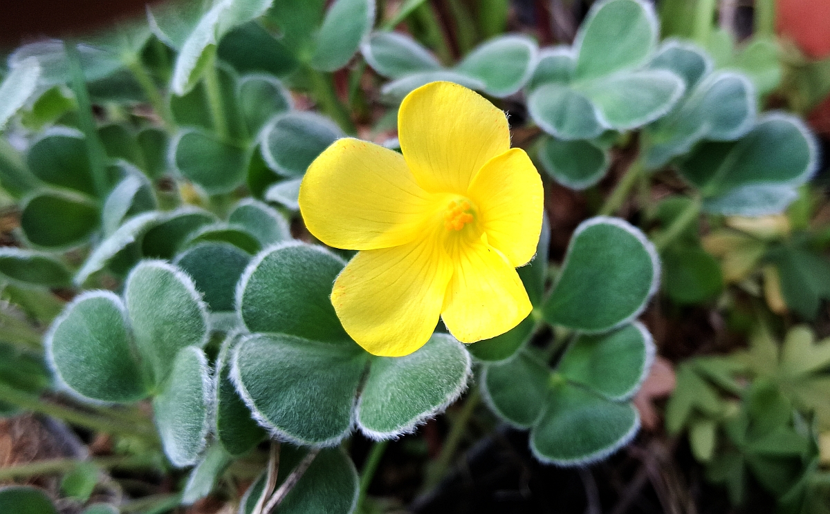 Oxalis melanosticta