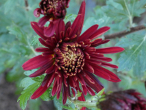 Chysanthemum
