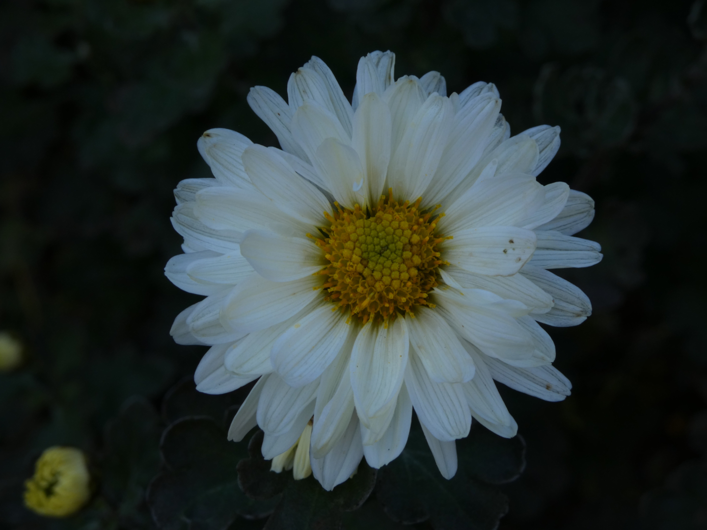 Chrysanthemum `Poesie`