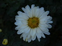 Chrysanthemum `Poesie`