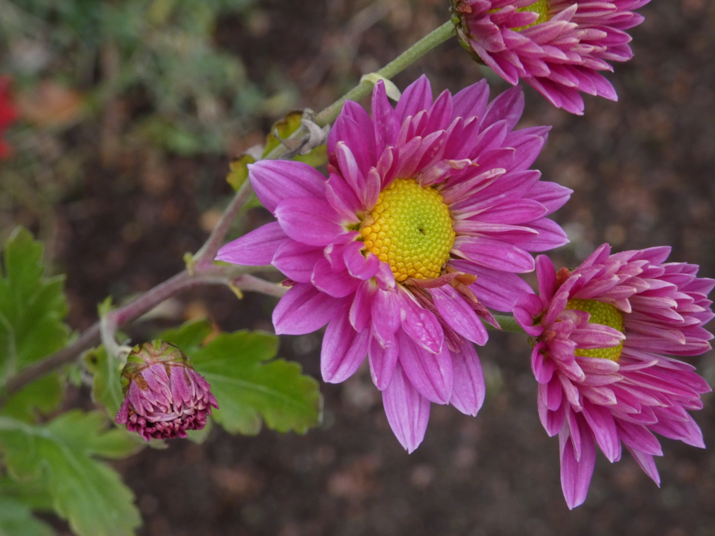 Chrysantheme