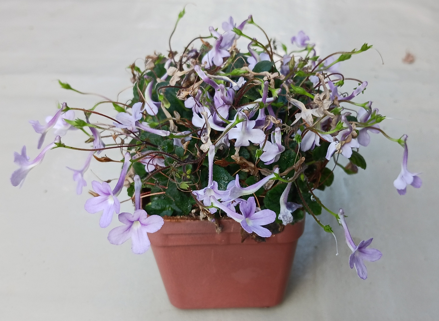 Sinningia_pusilla
